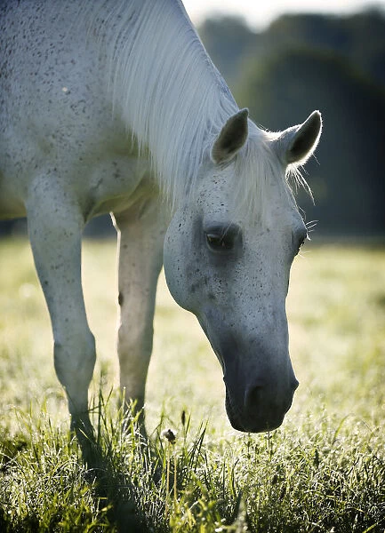 Grey Thuringian Warmblood mare, with backlighting