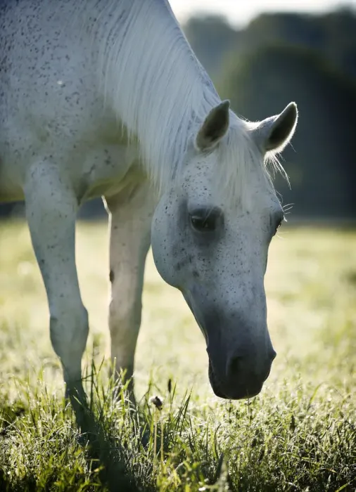 Framed Print : Grey Thuringian Warmblood mare, with backlighting Framed Print : Grey Thuringian Warmblood mare, with backlighting