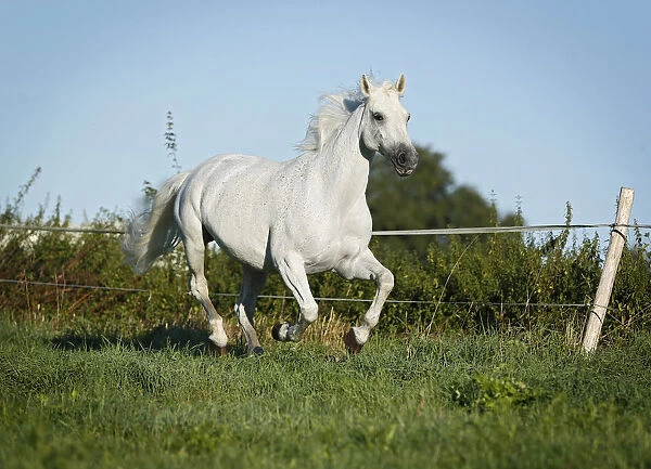 Grey Thuringian Warmblood mare galloping across a paddock