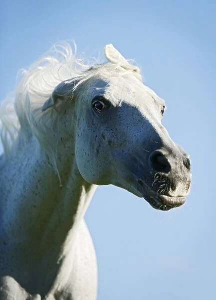Grey Thuringian Warmblood mare shaking itself, portrait