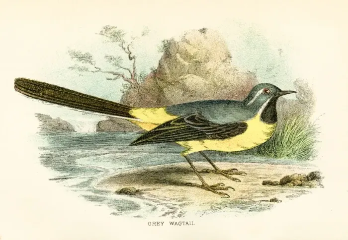 Framed Print : Grey wagtail engraving 1896 Framed Print : Grey wagtail engraving 1896