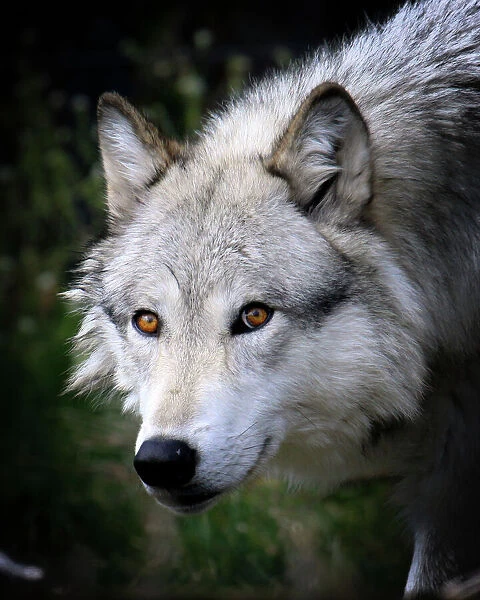 Grey Wolf. Close up of yellow eyes Wolf