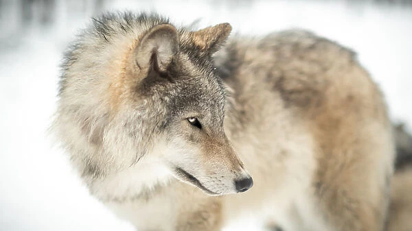 Grey wolf. Captured this grey wolf during the winter season in the province