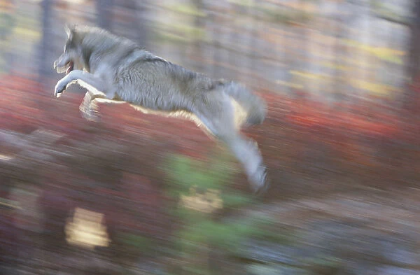 Grey wolf (Canis lupus) leaping (blurred motion)