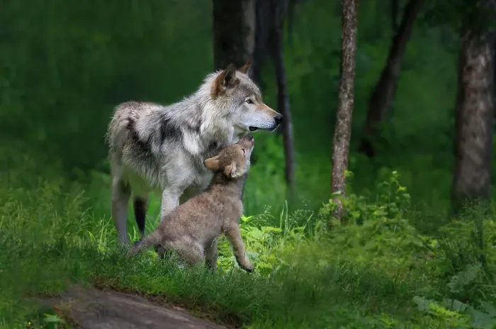 Framed Print : Grey wolf mother with her young pup Framed Print : Grey wolf mother with her young pup