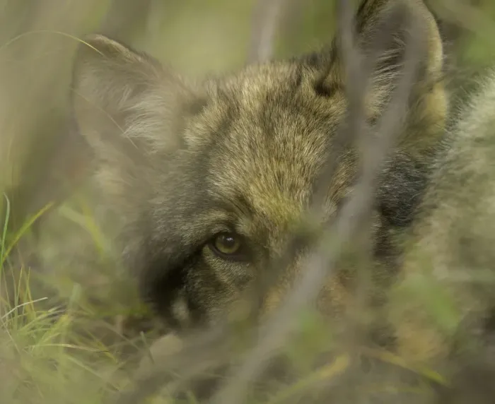 Framed Print : Grey wolf pup hiding in bushes Framed Print : Grey wolf pup hiding in bushes