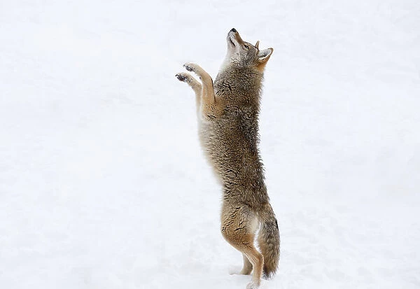 Grey Wolf standing on hind legs