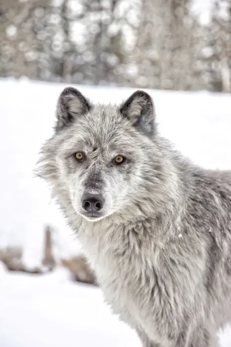 Framed Print : Grey wolf, Yellowstone Framed Print : Grey wolf, Yellowstone