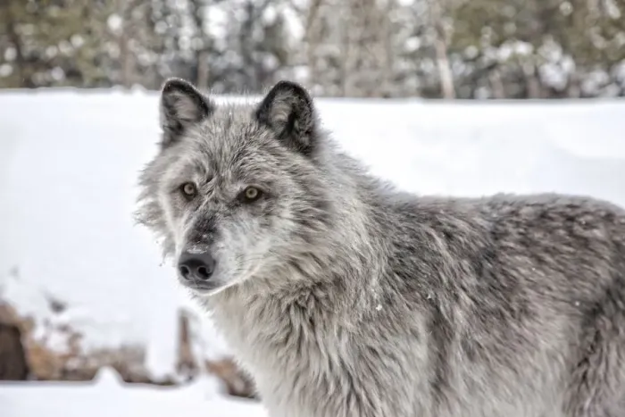 Framed Print : Grey Wolf, Yellowstone Framed Print : Grey Wolf, Yellowstone