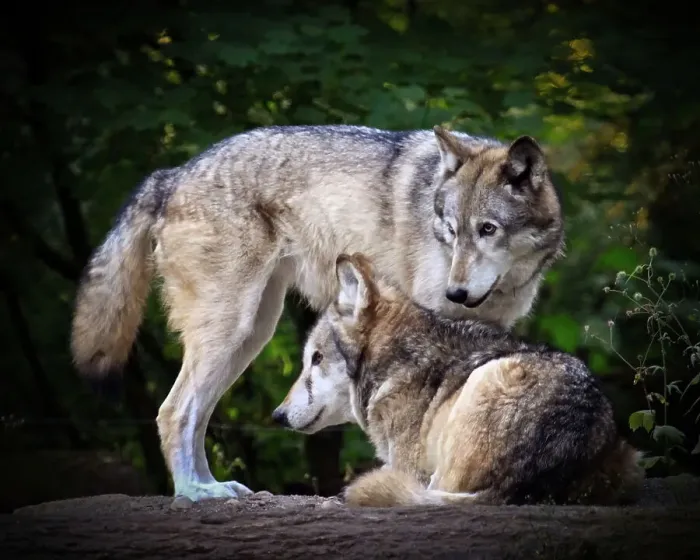 Framed Print : Grey wolves Framed Print : Grey wolves