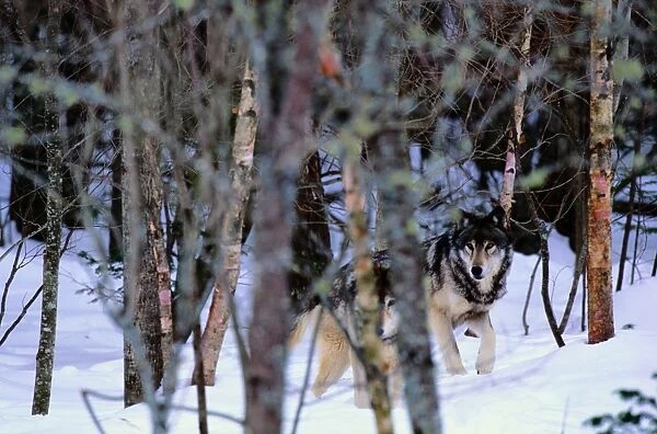 Grey Wolves (Canis Lupus) in Forest