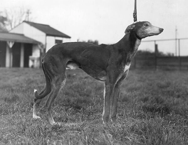 Greyhound. A greyhound on its leash