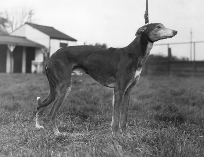 Framed Print : Greyhound. A greyhound on its leash Framed Print : Greyhound. A greyhound on its leash