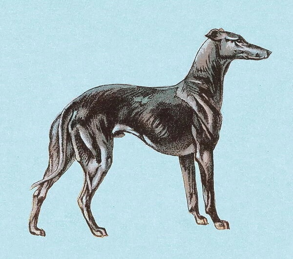 Greyhound. http: /  / csaimages.com / images / istockprofile / csa_vector_dsp.jpg