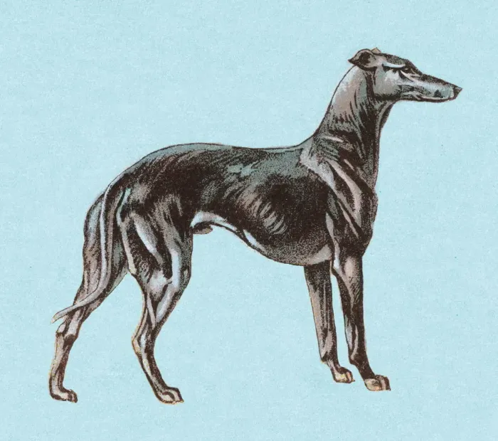 Framed Print : Greyhound. http: / / csaimages.com / images / istockprofile / csa_vector_dsp.jpg Framed Print : Greyhound. http: / / csaimages.com / images / istockprofile / csa_vector_dsp.jpg