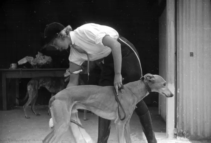 Framed Print : Greyhound. 15th October 1938: A trainer with a greyhound before a race Framed Print : Greyhound. 15th October 1938: A trainer with a greyhound before a race