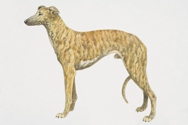 Greyhound (canis familiaris), side view