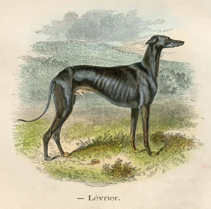 Framed Print : Greyhound dog chromolitography 1880 Framed Print : Greyhound dog chromolitography 1880