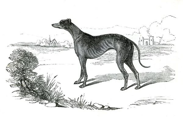 Greyhound dog engraving 1851