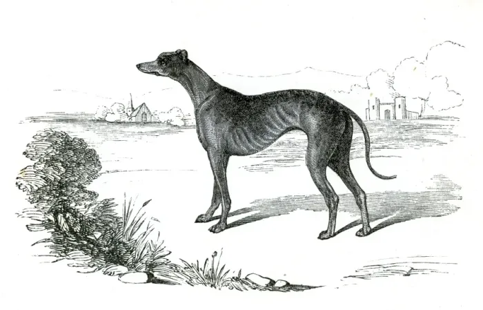 Framed Print : Greyhound dog engraving 1851 Framed Print : Greyhound dog engraving 1851