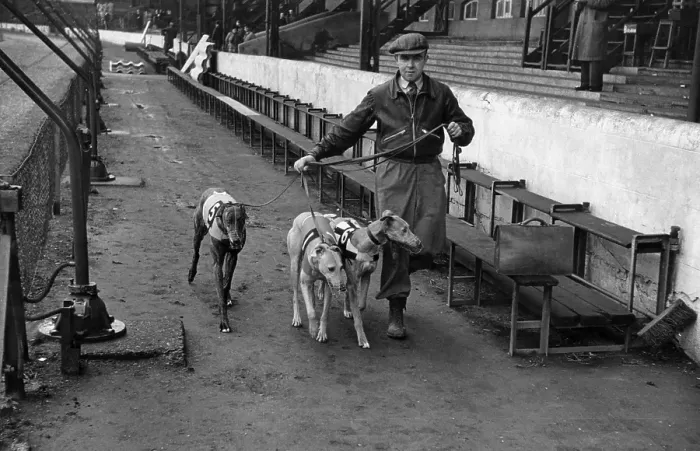 Framed Print : Greyhound First Race Framed Print : Greyhound First Race
