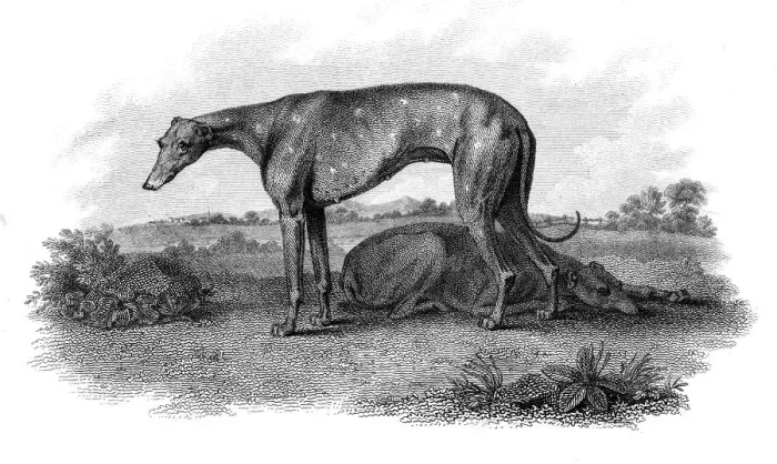 Framed Print : Greyhound hunting dogs engraving 1812 Framed Print : Greyhound hunting dogs engraving 1812