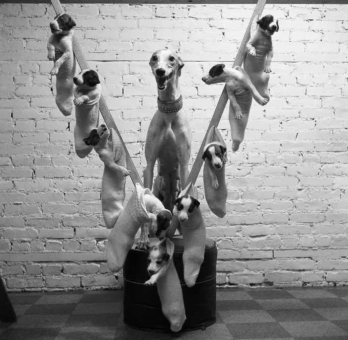 Framed Print : Greyhound with Puppies Hanging in Socks