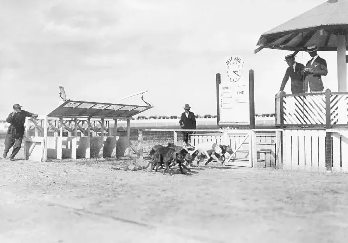 Framed Print : Greyhounds Racing on Racetrack Framed Print : Greyhounds Racing on Racetrack