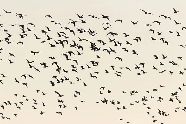 Greylag Geese -Anser anser- in flight, Ruegen Island, Mecklenburg-Western Pomerania, Germany, Europe