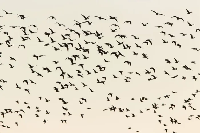 Framed Print : Greylag Geese -Anser anser- in flight, Ruegen Island, Mecklenburg-Western Pomerania, Germany, Europe Framed Print : Greylag Geese -Anser anser- in flight, Ruegen Island, Mecklenburg-Western Pomerania, Germany, Europe