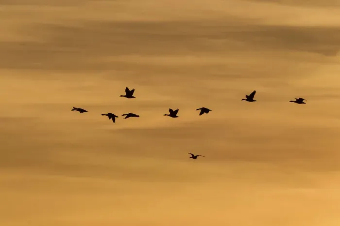 Framed Print : Greylag Geese -Anser anser- in flight in front of an evening sky, Ruegen Island, Mecklenburg-Western Pomerania, Germany, Europe Framed Print : Greylag Geese -Anser anser- in flight in front of an evening sky, Ruegen Island, Mecklenburg-Western Pomerania, Germany, Europe