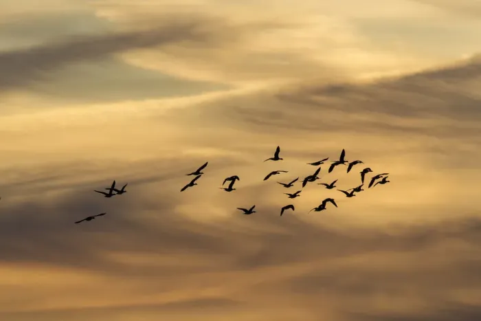 Framed Print : Greylag Geese -Anser anser- in flight in front of an evening sky, Ruegen Island, Mecklenburg-Western Pomerania, Germany, Europe Framed Print : Greylag Geese -Anser anser- in flight in front of an evening sky, Ruegen Island, Mecklenburg-Western Pomerania, Germany, Europe