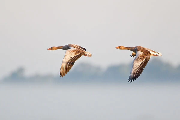 Two Greylag Geese -Anser anser-, in flight in the morning light, Steinhuder Meer, Lower Saxony, Germany
