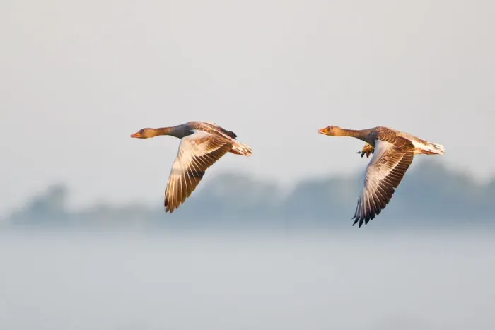 Framed Print : Two Greylag Geese -Anser anser-, in flight in the morning light, Steinhuder Meer, Lower Saxony, Germany Framed Print : Two Greylag Geese -Anser anser-, in flight in the morning light, Steinhuder Meer, Lower Saxony, Germany