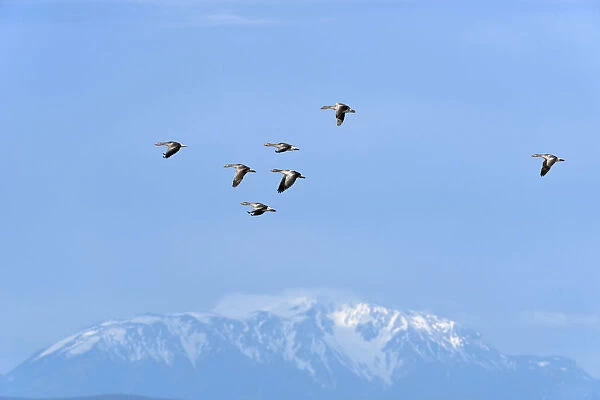 Greylag Geese -Anser anser-, in flight in front of snow-covered mountains, Seewinkel, Apetlon, Burgenland, Austria