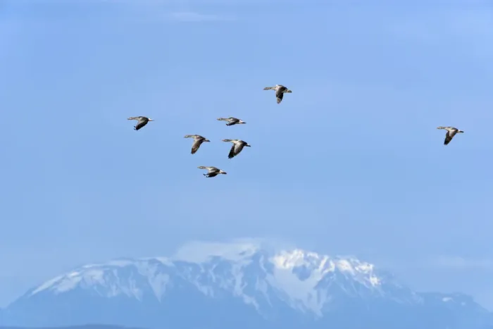 Framed Print : Greylag Geese -Anser anser-, in flight in front of snow-covered mountains, Seewinkel, Apetlon, Burgenland, Austria Framed Print : Greylag Geese -Anser anser-, in flight in front of snow-covered mountains, Seewinkel, Apetlon, Burgenland, Austria
