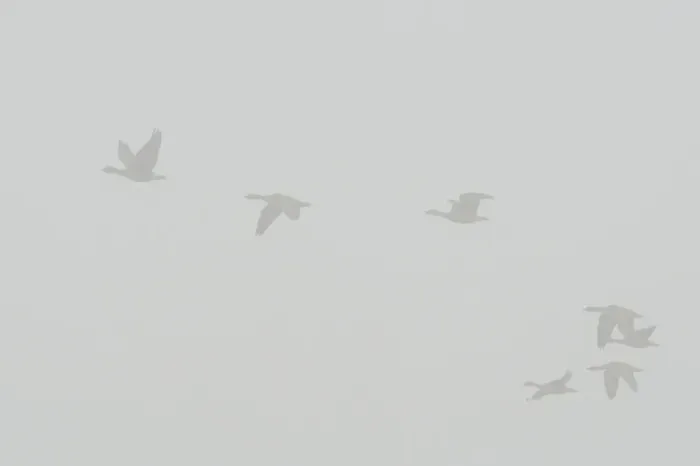 Framed Print : Greylag Geese -Anser anser- in the fog, Brandenburg, Germany Framed Print : Greylag Geese -Anser anser- in the fog, Brandenburg, Germany