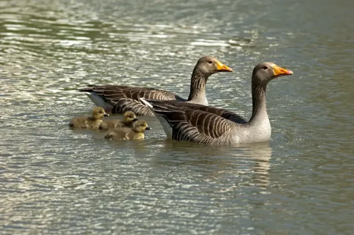 Framed Print : Greylag Geese -Anser anser-, pair with chicks, Camargue, France, Europe Framed Print : Greylag Geese -Anser anser-, pair with chicks, Camargue, France, Europe