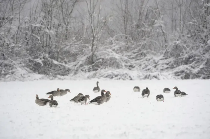 Framed Print : Greylag geese -Anser anser- in the snow, Xanten, Lower Rhine region, North Rhine-Westphalia, Germany Framed Print : Greylag geese -Anser anser- in the snow, Xanten, Lower Rhine region, North Rhine-Westphalia, Germany