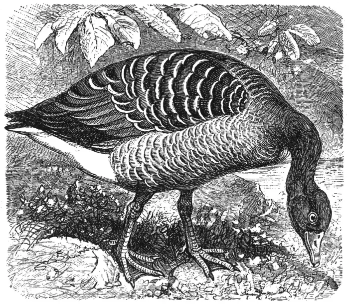 Framed Print : Greylag Goose (Anser anser) Framed Print : Greylag Goose (Anser anser)