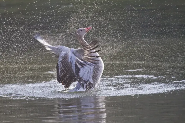 Framed Print : Greylag Goose -Anser anser- beating its wings, North Hesse, Hesse, Germany