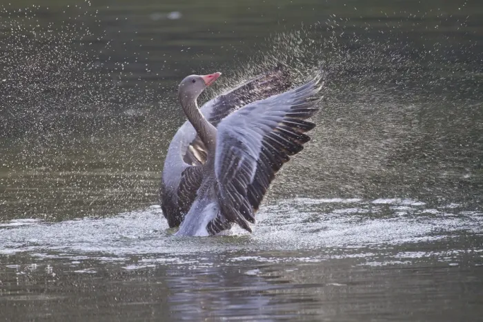 Framed Print : Greylag Goose -Anser anser- beating its wings, North Hesse, Hesse, Germany