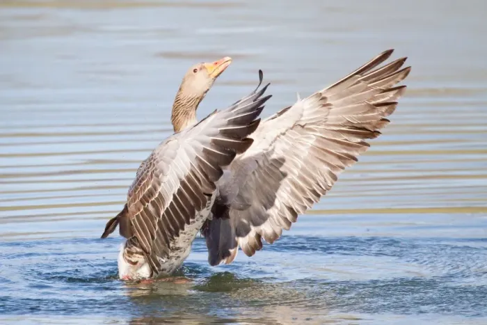 Framed Print : Greylag Goose -Anser anser- beating its wings, North Hesse, Hesse, Germany