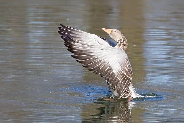Greylag Goose -Anser anser- beating its wings, North Hesse, Hesse, Germany
