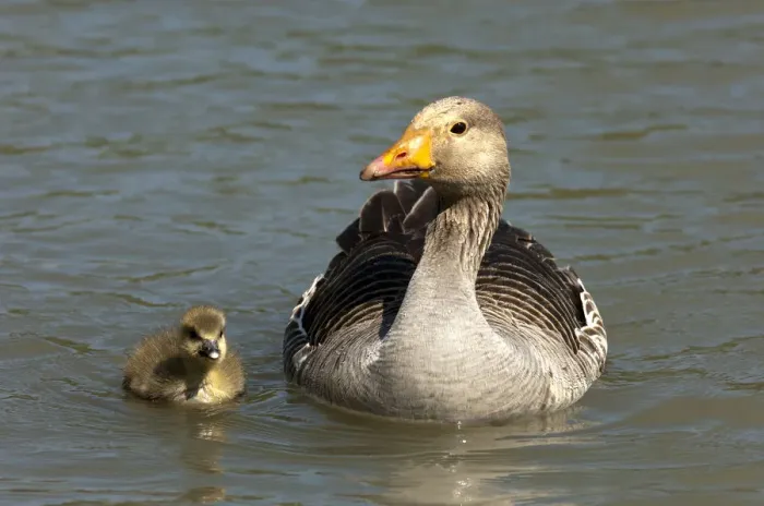Framed Print : Greylag Goose -Anser anser-, with a chick, Camargue, France, Europe Framed Print : Greylag Goose -Anser anser-, with a chick, Camargue, France, Europe