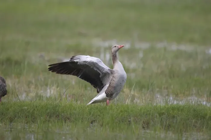 Framed Print : Greylag Goose -Anser anser- flapping its wings, Holle, Illmitz, Burgenland, Austria Framed Print : Greylag Goose -Anser anser- flapping its wings, Holle, Illmitz, Burgenland, Austria