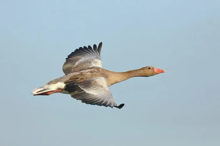 Framed Print : Greylag goose (Anser anser), in flight, Gunzenhausen, Altmuehlsee, Franconian Lake District, Franconia, Bavaria, Germany Framed Print : Greylag goose (Anser anser), in flight, Gunzenhausen, Altmuehlsee, Franconian Lake District, Franconia, Bavaria, Germany