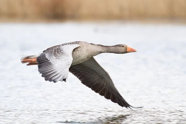 Greylag Goose -Anser anser- in flight over water, North Hesse, Hesse, Germany