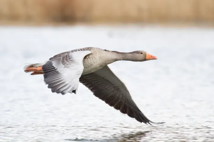 Framed Print : Greylag Goose -Anser anser- in flight over water, North Hesse, Hesse, Germany Framed Print : Greylag Goose -Anser anser- in flight over water, North Hesse, Hesse, Germany