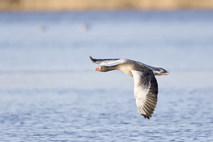 Framed Print : Greylag Goose -Anser anser- in flight over water, North Hesse, Hesse, Germany